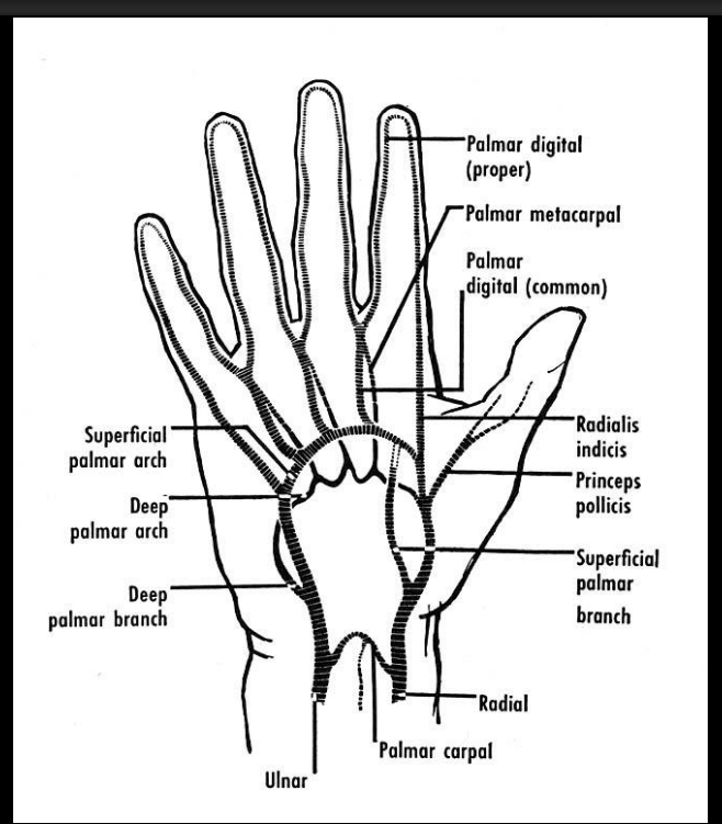 <p>Distal portion of ulnar artery (termination); Branch of radial artery</p>