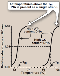<ul><li><p>GC content (3 H bonds more stable harder to break than 2 AT)→higher Tm</p></li><li><p>Base stacking ( smaller role but within a strand GCs next to each other more stable, increasing Tm)</p></li><li><p>Degree of complementarity (how well strands stuck to each other)</p></li></ul><p></p>
