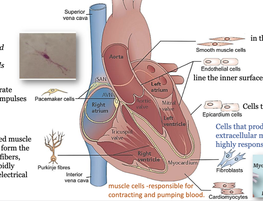 <p><strong>smooth</strong> muscle cells: in the <strong>walls</strong> of blood <strong>vessels</strong></p><p><strong>endothelial</strong> cells: <strong>line</strong> the <strong>inner</strong> <strong>surface</strong> of heart and blood vessels</p><p><strong>epicardium</strong> cells: cells that form the <strong>epicardium</strong></p><p><strong>fibroblasts</strong>: cells that <strong>produce</strong> and <strong>maintain</strong> the extracellular matrix (<strong>ECM</strong>). they are highly responsive to <strong>cardiac injury</strong></p><p><strong>cardiomyocytes</strong>: <strong>muscle</strong> cells, responsible for <strong>contracting and pumping blood</strong></p><p><strong>purkinje</strong> fibres: specialized muscle cells that form the <strong>Purkinje</strong> fibers, which rapidly conduct <strong>electrical impulses</strong></p><p><strong>pacemaker</strong> cells: they generate <strong>electrical</strong> <strong>impulses</strong>, <strong>spider- and spindle-shaped</strong> cells</p>