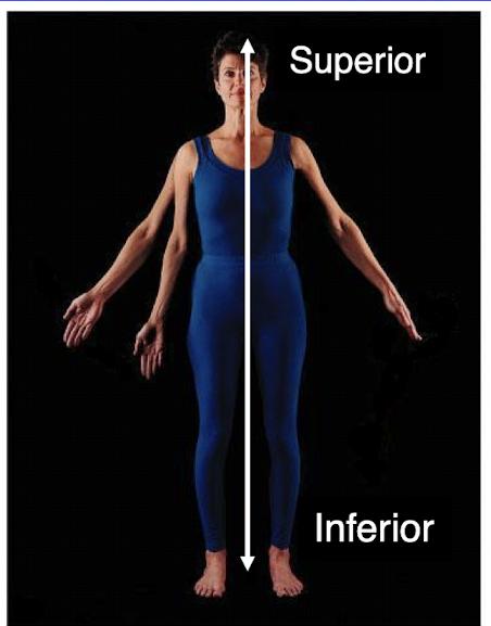 <p></p><ul><li><p>placement relative to the long axis of the body </p></li><li><p>equivalent to cephalad (toward head) and caudal (toward the tail) in humans </p></li></ul><p></p>