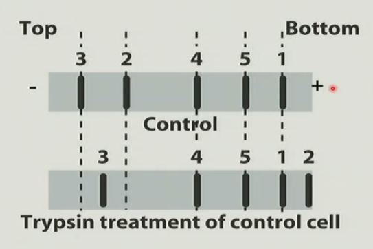 <p>You compare untreated control cells (top lane) to cells treated with trypsin (bottom). After trypsin treatment you run the proteins out on an SDS-PAGE (the top (-) of the gel is to the left) and transfer them to a membrane. You are interested in 5 different proteins for which you have specific antibodies. You do westerns to identify the 5 proteins. What type of membrane protein is protein #2?</p><p>a. a TM protein with a large domain on the outside of the cell.</p><p>b. a TM protein with large domain inside the cell </p><p>c. a TM protein with equal domains both inside and outside the cell</p><p>d. a peripheral cytoplasmic protein</p><p>e. a peripheral extracellular protein</p>