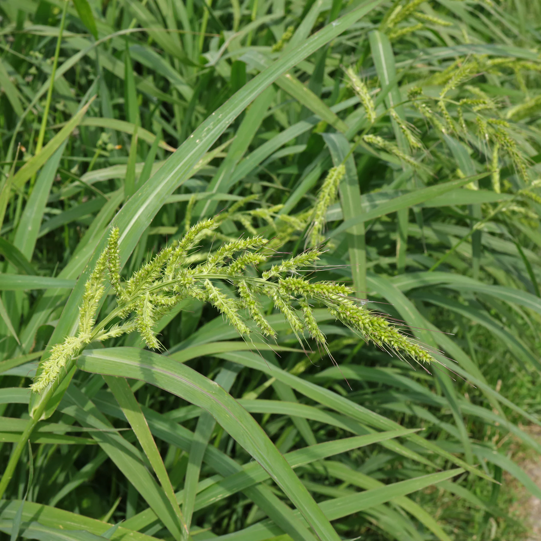 <p>Grass species identified by a flattened base of the plant.</p>