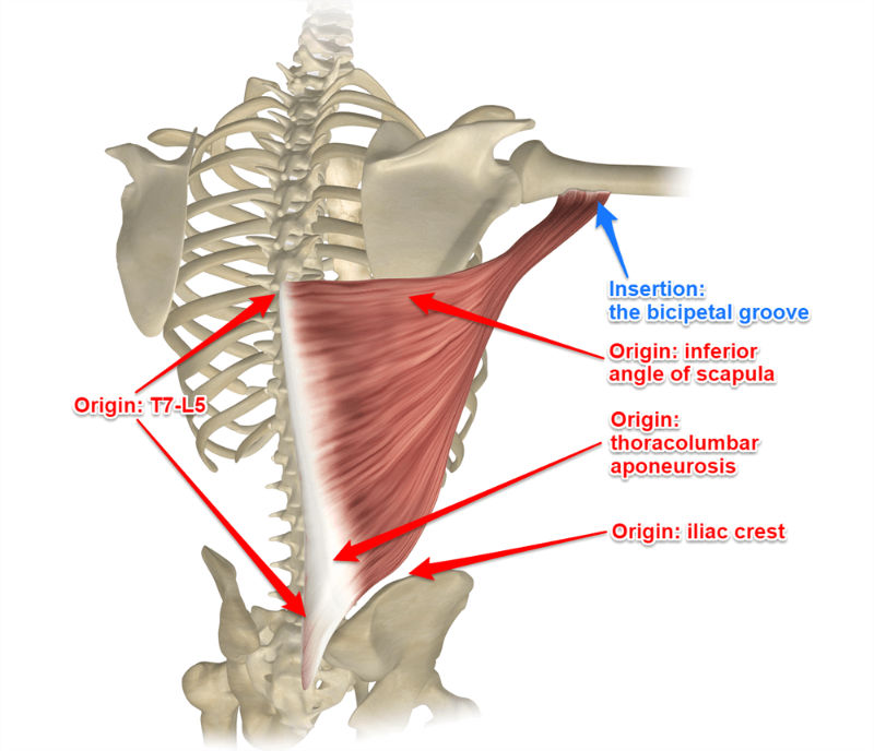 <p>origin: spinous process T7-L5, posterior sacrum, iliac crest, and lower 3 ribs</p><p>insertion: inferior angle of scapula and medial floor of bicipital groove</p>