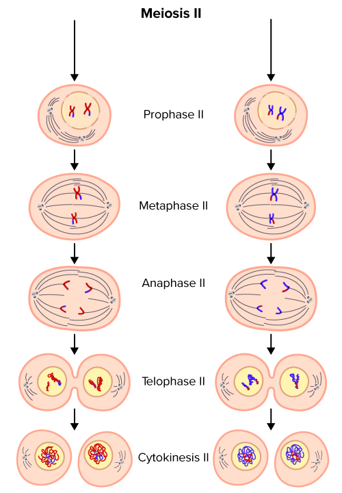 <ul><li><p>Ring of actomyosin filaments contracts to divide cytoplasm</p></li><li><p>Two haloid daughter cells are produced</p></li><li><p>Either: 2 secondary spermatocytes or 1 secondary oocyte + 1 polar body</p></li><li><p>Some species enter interkinesis in preparation for meiosis II</p></li></ul><p></p>