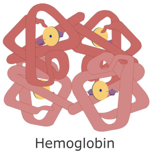 <p>A heterotetramer cytosolic protein found in red blood cells comprised of 4 subunits each with one domain, functioning to transport O2 from lungs to tissues</p>