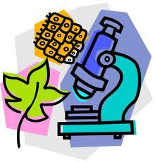 <p>biology</p>