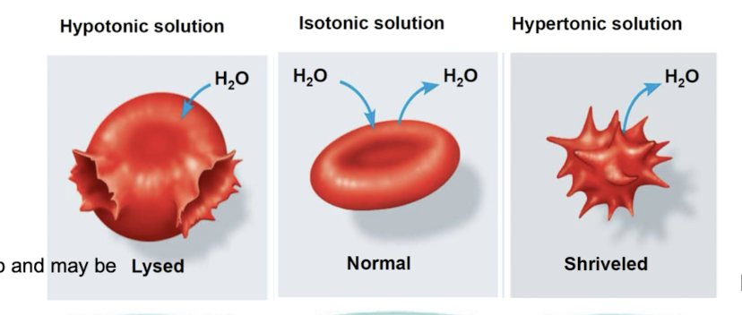 <p>ability of surrounding solution to cause cell to gain/lose water</p><ul><li><p>Isotonic: solute concentration same on either side: no net water movement</p></li><li><p>Hypertonic: solute concentration greater outside PM than inside of cell (water will move outside)</p></li><li><p>Hypotonic: solute concentration is greater inside cell (water will move in)</p></li></ul><p></p>