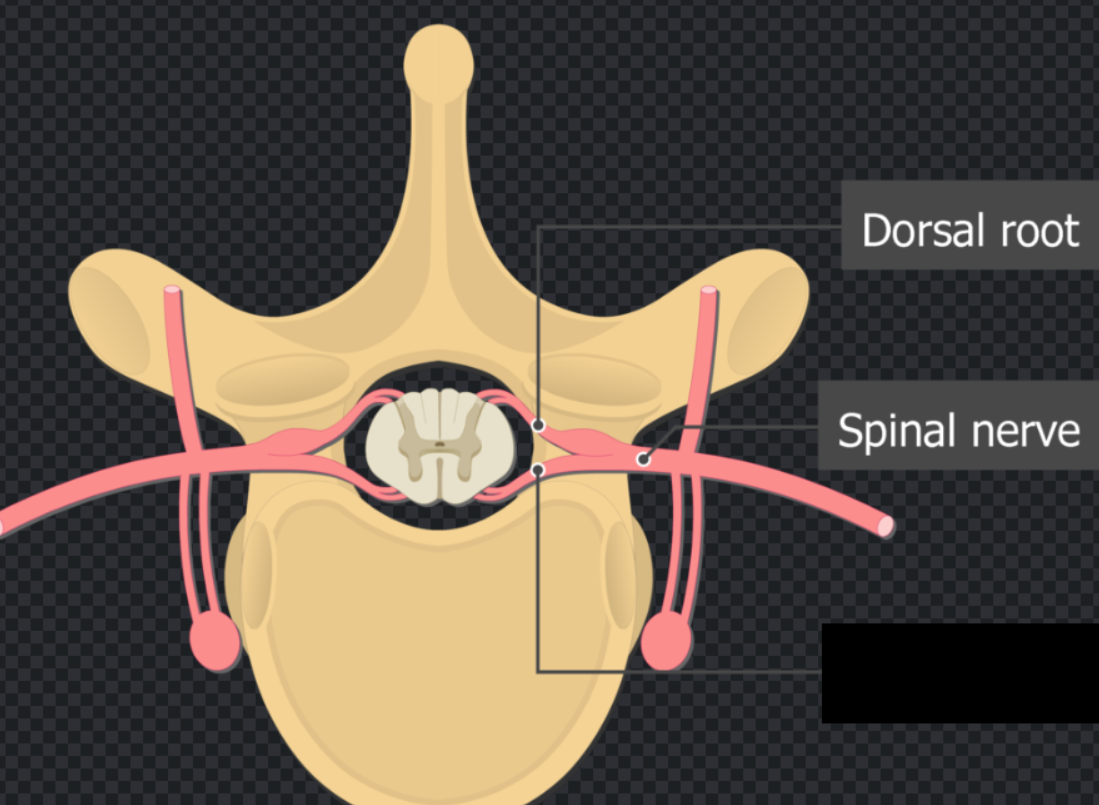 <p><br><span>The nerve root exiting the front of the spinal cord.</span></p>