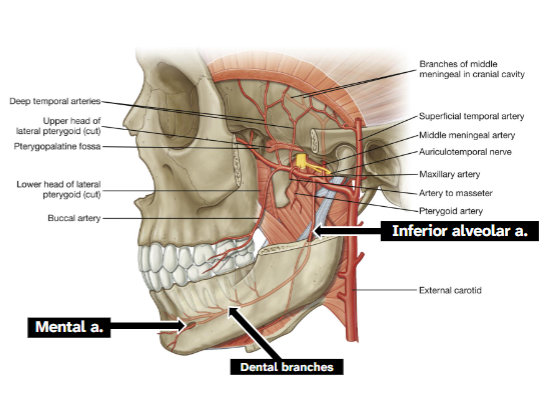 <p>Middle meningeal artery and inferior alveolar artery</p>