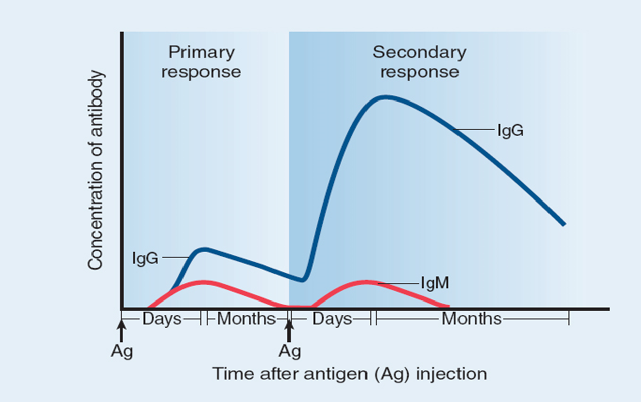 <p><span>second exposure to the same antigens (on the same strain of organism)</span></p><ul><li><p><span style="font-family: "Wingdings 2";"></span><span>Memory B cells respond to second encounter with antigen</span></p></li><li><p><span style="font-family: "Wingdings 2";"></span><span>More cells are available to respond to the antigen</span></p></li><li><p><span style="font-family: "Wingdings 2";"></span><span>Because of class switching, IgG is produced from the beginning of the immune response, and IgG levels are significantly greater than during the primary response.</span></p></li><li><p><span style="font-family: "Wingdings 2";"></span><span>Overall, the response is <u>faster and stronger</u></span></p></li></ul><p></p>