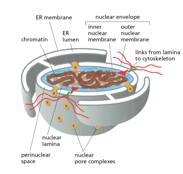 <p>inner and outer parts of the nuclear membrane </p>