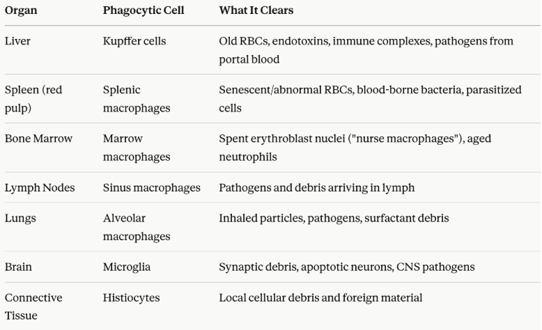 <ul><li><p><span style="background-color: transparent;">The RES is the body's primary system for <strong>removing aging cells, debris, pathogens, and abnormal cells</strong> through two overlapping mechanisms.</span></p></li><li><p><span><strong>Phagocytosis</strong></span><span style="background-color: transparent;">: the active engulfment and degradation of particles by professional phagocytes — chiefly <strong>macrophages, monocytes, neutrophils, and dendritic cells</strong>.</span></p></li><li><p><span style="background-color: transparent;"><strong>Mechanism</strong>: Recognition, opsonization, engulfment, killing, processing (apc activity)</span></p></li><li><p><span><strong>Apoptosis</strong></span><span style="background-color: transparent;"> (programmed cell death): the <strong>intrinsic death program</strong> of cells — but the RES plays a critical role in <strong>recognizing and clearing apoptotic cells</strong> (efferocytosis) before they become inflammatory</span></p></li></ul><ul><li><p><span style="background-color: transparent;">Key RES sites and phagocytic roles in photo</span></p></li></ul><p></p>