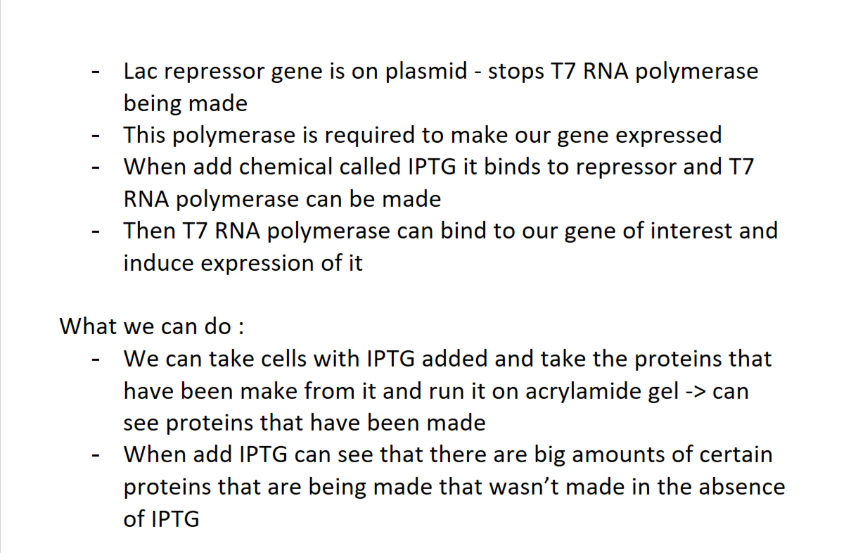 <ul><li><p>when repressor is on lac operon  cannot make T7 RNA polymerase which tarnscribes gene of interest</p></li><li><p>when add IPTG induces tarscription of T7 gene and then go on to trascribe gene of intrest </p><ul><li><p>use gel elecropheresis to see which proteins are being and in large amounts before and after IPTG addition </p></li></ul></li></ul><p></p>