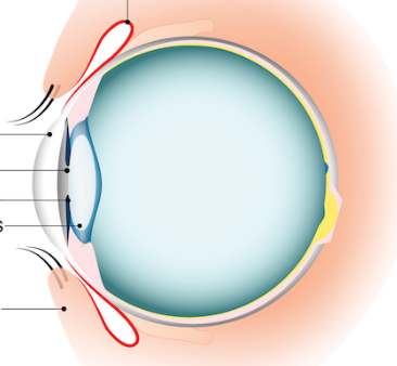 <p>What is the red sac</p>