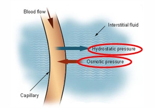<p>pressure exerted by fluid</p>