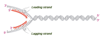 <p>continuous (5)</p>