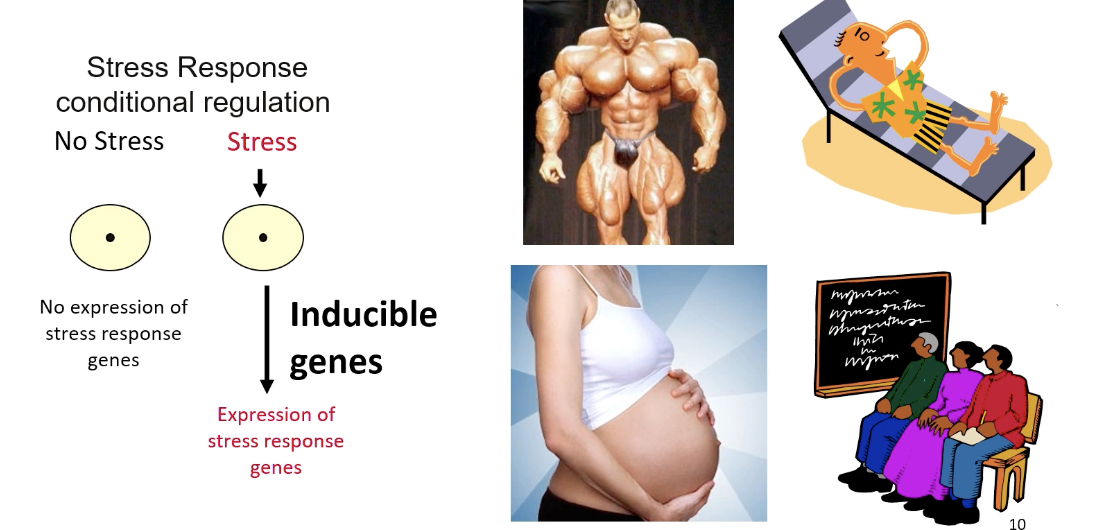 <p>when genes are expressed in different types of conditions/environments - these are called Inducible Genes</p>