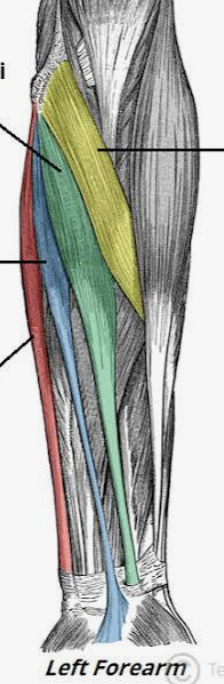 <p>Which muscle is in blue?</p>