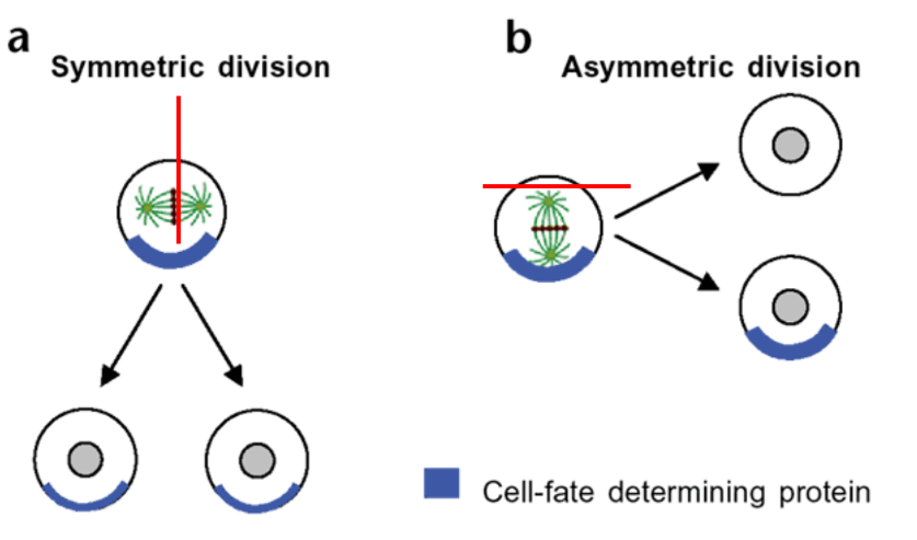 <p><strong><u>cell-fate determining proteins</u></strong> will be separated either symmetrically or asymmetrically</p>