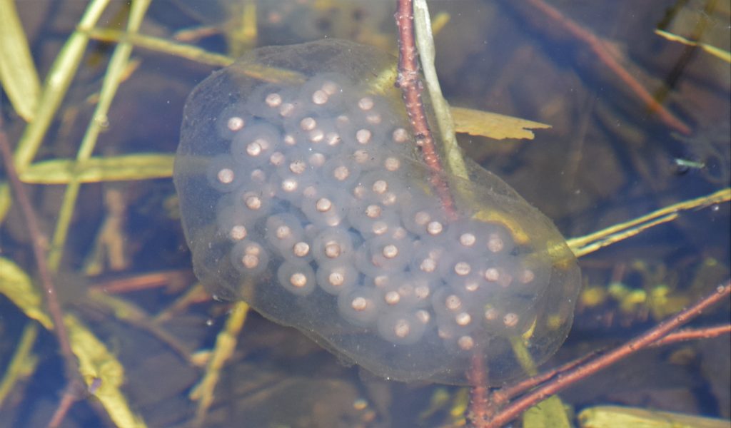 <p>spotted salamander eggs</p>