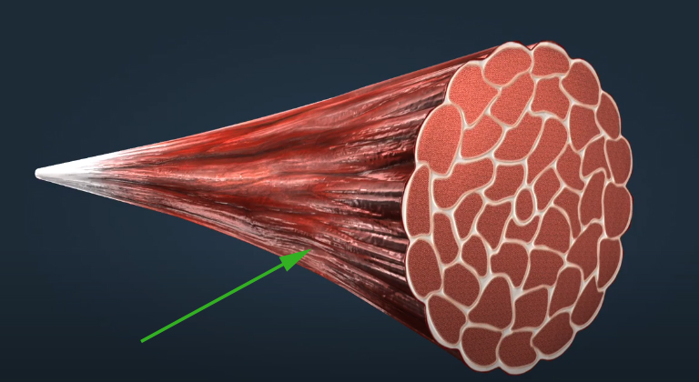 <p></p><p>Muscles are covered with a layer of __________________ .</p>