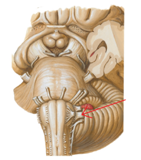 <p>Cranial Nerve X</p>
