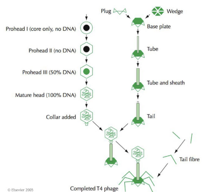 <p>think of bacteriophages<br><br><span style="background-color: transparent;"><strong>There are separate assembly pathways for the head and tail sections of the particle, which come together to make up the virion.</strong></span></p><ul><li><p><span style="background-color: transparent;"><strong>These viruses illustrate how complex particles can be built up from the simple principles outlined before.</strong></span></p></li></ul><p></p>
