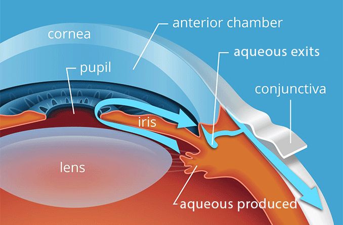 <p>the liquid in cornea</p>