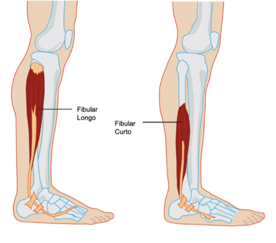 <p>Origem, inserção, inervação e função do m. fibular longo: </p>