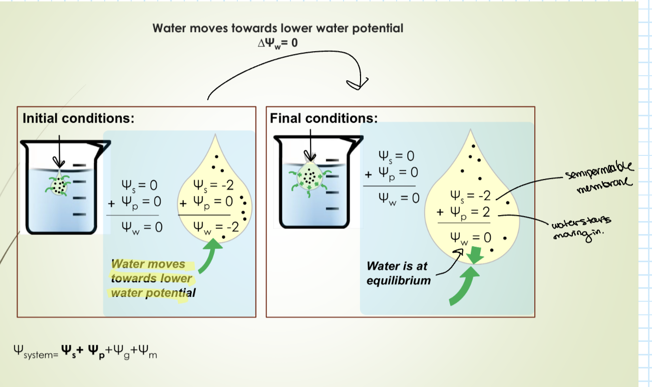 <p>No pressure contribution to water potential.</p>