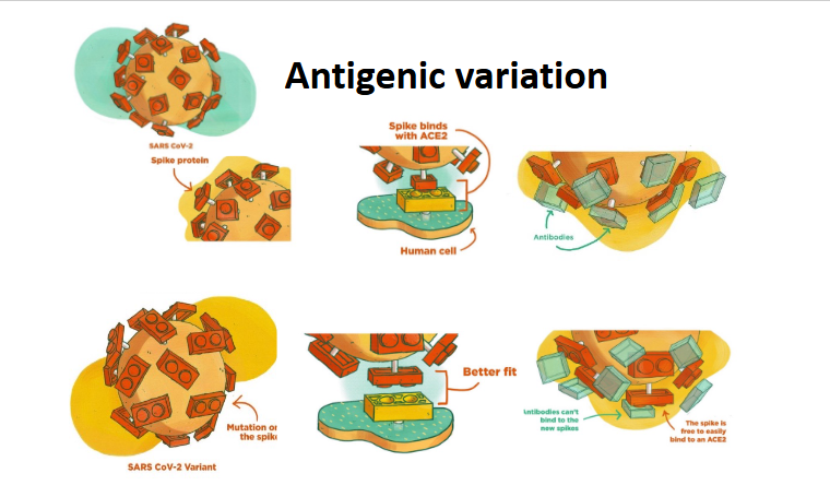 <p><strong>Antigenic variation </strong>is when a pathogen <strong>changes </strong>its <strong>antigens </strong>so that antibodies <strong>can’t bind </strong>to them as effectively </p>