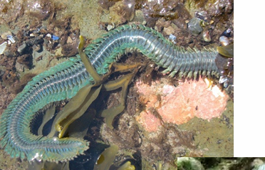 <p>Are from phylum Annelida. Have segmentation and can be predatory.</p>