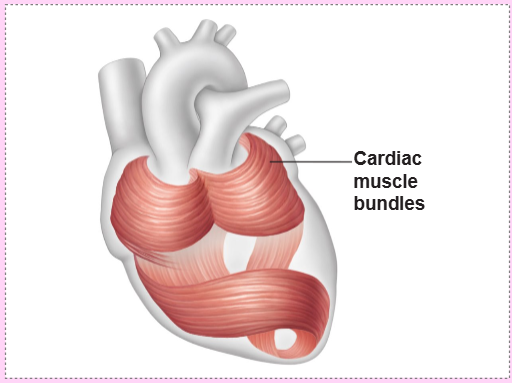 <p>describe the myocardium</p>