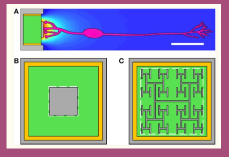 <p>(A) The subretinal implant features a silicon photodiode (green), an inner electrode (gray), an outer grounded electrode (gray), and an insulating layer (yellow) between the photodiode's sides and the outer electrode. Current generated in the photodiode produces a voltage difference between the inner and outer electrodes which extracellularly stimulates bipolar neurons (pink). </p><p>(B) The conventional inner electrode is square shaped. </p><p>(C) Some works consider a fractal design based on a repeating H pattern.</p>