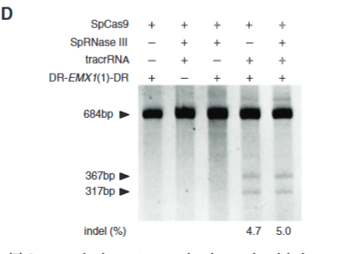 <p>explain fig1D cong</p>