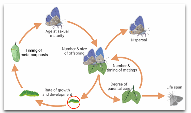 <p></p><p></p><p><strong>Kernidee:</strong></p><ul><li><p>Een levensgeschiedenis is het schema van groei, <strong>voortplanting en veroudering (inclusief dood) van een organisme.</strong></p></li><li><p><strong>Life history traits </strong>zijn gerelateerd aan de <strong>timing </strong>en het <strong>voorkomen </strong>van deze belangrijke levensloopgebeurtenissen.</p></li><li><p>Sommige levenscycluskenmerken zijn van toepassing op alle soorten (bijv. onderhoud); andere slechts op een deel van de soorten. </p></li><li><p>(vb soorten 1 nakomelingen worp, dan dood, bij andere meerdere, vragen stellen over tijd ertussen)</p></li></ul><p></p><p><strong>onderdelen van life history traits</strong></p><ul><li><p>rups ; hoe snel groeit die, leeftijd volwassen, kwaliteit (fitness), niet alleen hoeveel nakomelingen > ook wat ze mee krijgen van hun ouders, ouderlijke investering </p></li></ul><p></p><p><strong>Activiteiten </strong><br>Organismen hebben <strong>beperkte tijd &amp; energie</strong> → moeten keuzes maken hoe ze dit verdelen over:</p><ul><li><p>Groei (body, hersenen)</p></li><li><p>Onderhoud (gezondheid, herstel)</p></li><li><p>Reproductie (kinderen krijgen/opvoeden)</p></li></ul><p></p><p><strong>Belangrijk:</strong></p><ul><li><p>Deze keuzes beïnvloeden <strong>fitness</strong> (overleving + voortplanting)</p></li><li><p>Geen bewuste keuzes → evolutionair gevormd</p></li></ul><p></p>