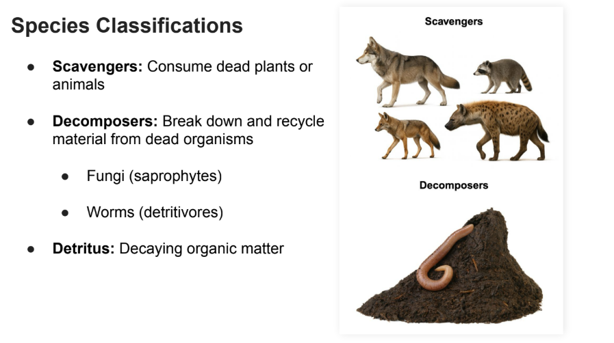 <p>Break down and recycle material from dead organisms</p><ul><li><p>Fungi (saprophytes)</p></li><li><p>Worms (detritivores)</p></li></ul><p></p>