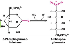 <p>enzyme that opens the ring on 6-phosphoglucono delta-lactone and converts it into 6 phosphogluconate</p>