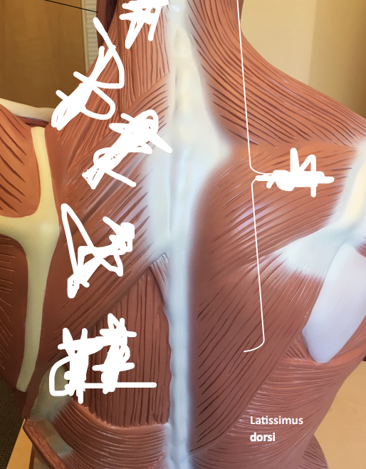 <p>Latissimus dorsi</p>