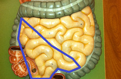 <p>identify the structure</p>