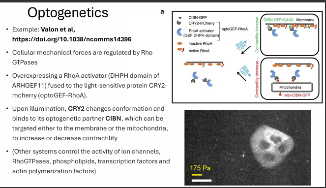 <p>Optogenetics can control cell mechanics by using <strong>light-sensitive proteins</strong> to switch <strong>RhoA signaling</strong> on or off.</p><p> Example system </p><ul><li><p>A <strong>RhoA activator</strong> (the <strong>DHPH domain</strong> of ARHGEF11) is fused to the light-sensitive protein <strong>CRY2</strong> → <strong>optoGEF-RhoA</strong></p></li><li><p>Light causes <strong>CRY2</strong> to change conformation and bind its partner <strong>CIBN</strong></p></li></ul><p> What happens after illumination? </p><p>CIBN can be targeted to different places:</p><ul><li><p><strong>Membrane-targeted CIBN</strong><br>→ recruits optoGEF-RhoA to the membrane<br>→ activates <strong>RhoA</strong><br>→ increases <strong>actomyosin contractility</strong></p></li><li><p><strong>Mitochondria-targeted CIBN</strong><br>→ pulls optoGEF-RhoA away from the membrane<br>→ reduces <strong>RhoA signaling at the cortex</strong><br>→ decreases <strong>contractility</strong></p></li></ul><p></p>