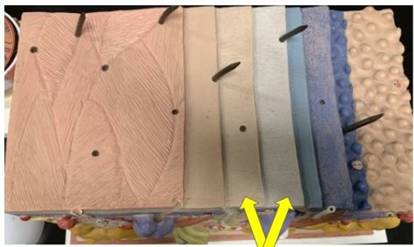 <p>two layers, thick skin only</p>