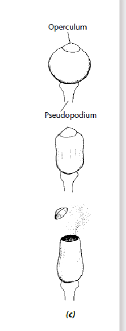 <p>Sphagnum moss spore launch</p>