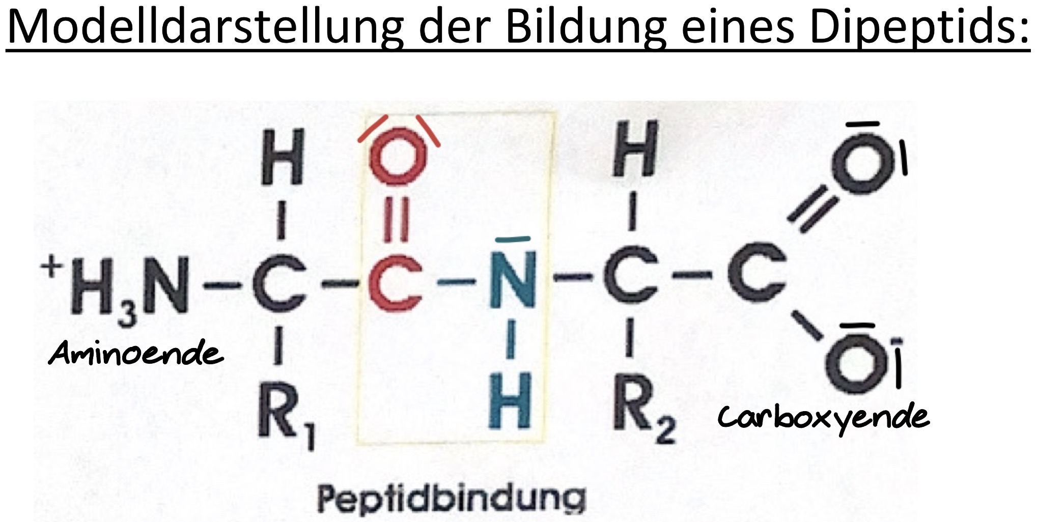 <ul><li><p>Aminosäure-Molekühle werden dadurch verknüpft </p></li></ul><p></p>