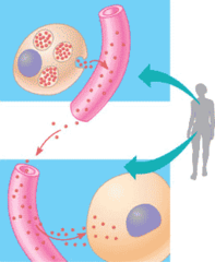 <p>a chemical messenger; secreted by glands directly into the bloodstream; travels round the body dissolved in blood plasma</p>