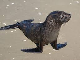 <p>South American fur seal</p>