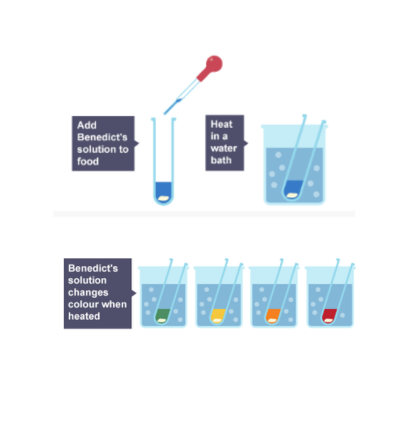 <ul><li><p>Put food sample in test tube</p></li><li><p>Add a few drops of Benedict’s solution</p></li><li><p>Place test tube in water bath for 5 mins</p></li><li><p>Results: blue → green → yellow → orange → red</p><ul><li><p>green = less glucose</p></li><li><p>red = more glucose</p></li></ul></li></ul><p></p>