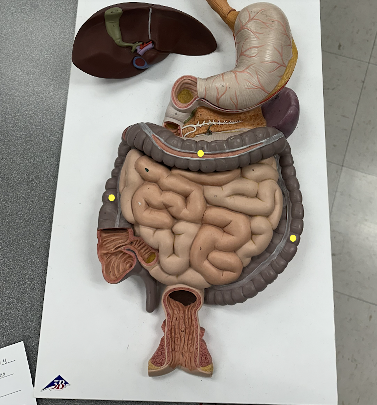 <p>Identify the organ</p>