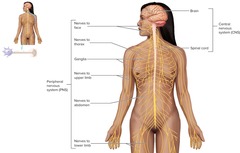 <p>Two parts: central nervous system (CNS) including brain and spinal cord; peripheral nervous system (PNS) including nerves and sensory receptors.</p>
