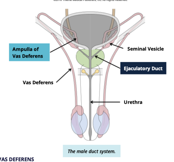 <p>the expanded distal portion of the vas deferens </p>